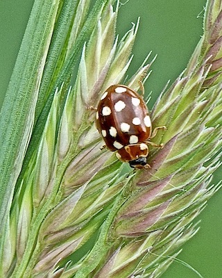 cream-spot ladybird